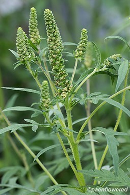 Flowers and flower buds